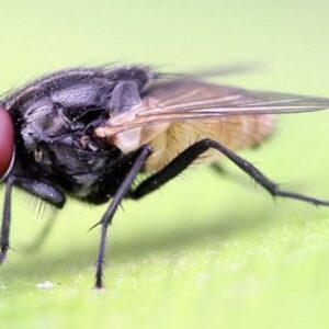 Thuốc diệt ruồi