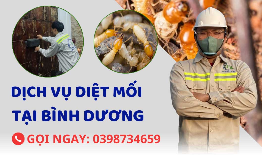 dịch vụ diệt mối tại bình dương